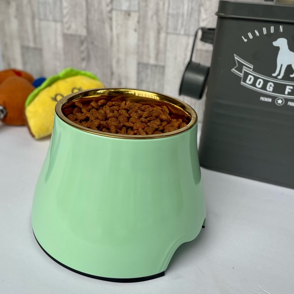 Elevated Gold Stainless Steel Dog Pet Bowl Mint Green Raises